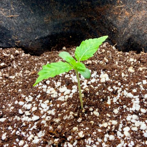 Francesca Scaramanga growlog timeline photo