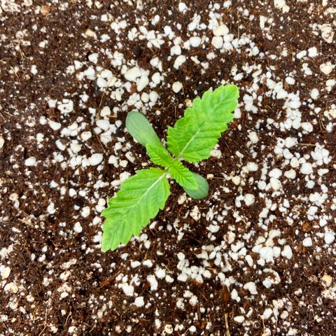 Francesca Scaramanga growlog timeline photo
