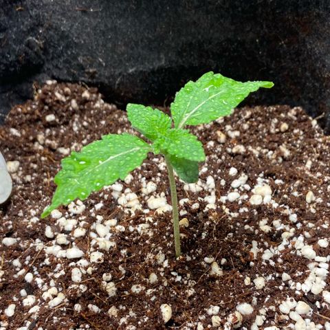 Francesca Scaramanga growlog timeline photo