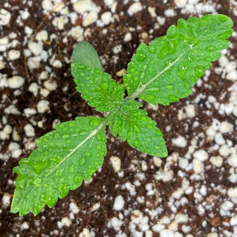 Francesca Scaramanga growlog timeline photo