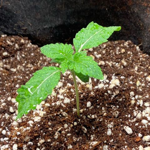 Francesca Scaramanga growlog timeline photo
