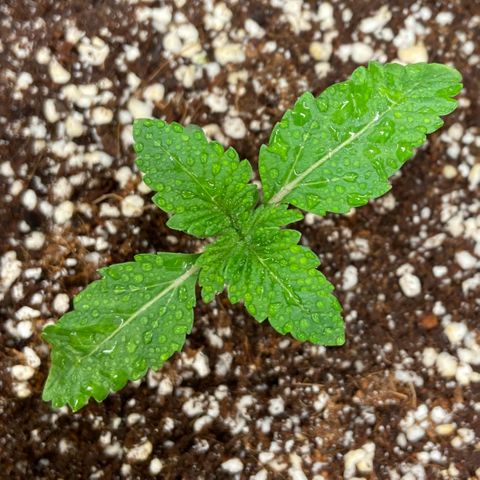 Francesca Scaramanga growlog timeline photo