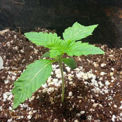 Francesca Scaramanga growlog photo: third pair of leaves emerged, RH 60-70%, temps 24-26°C. first leaves likely got a bit damaged by incorrectly placed inside fan, which I already fixed yesterday, so the environment is more or less stabilized now. stoked to see more growth and finally start training!