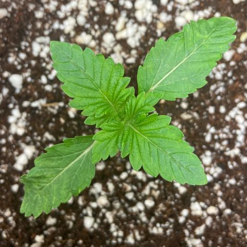Francesca Scaramanga growlog photo: third pair of leaves emerged, RH 60-70%, temps 24-26°C. first leaves likely got a bit damaged by incorrectly placed inside fan, which I already fixed yesterday, so the environment is more or less stabilized now. stoked to see more growth and finally start training!