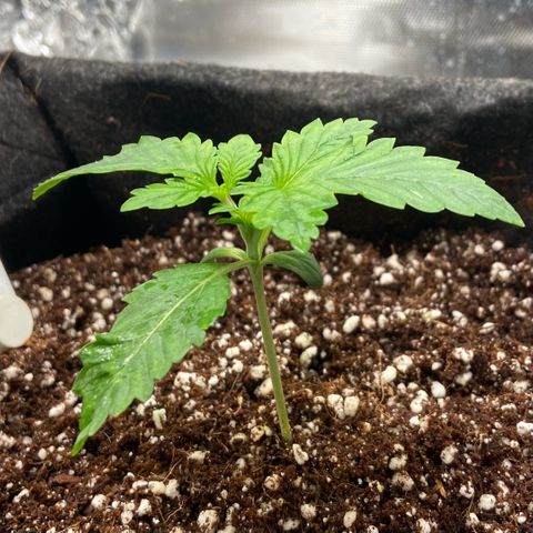 Francesca Scaramanga growlog timeline photo