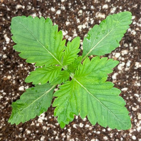 Francesca Scaramanga growlog timeline photo