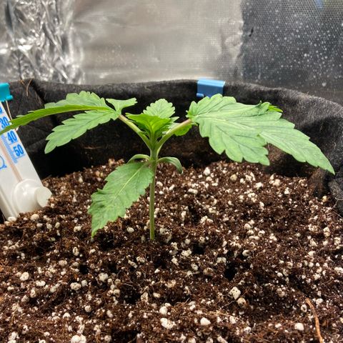 Francesca Scaramanga growlog timeline photo