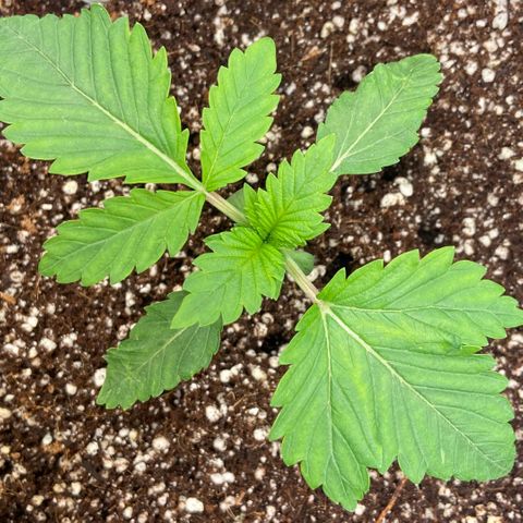Francesca Scaramanga growlog timeline photo