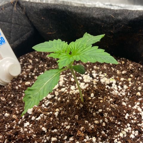 Francesca Scaramanga growlog timeline photo