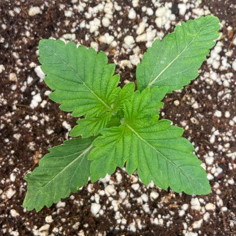Francesca Scaramanga growlog timeline photo