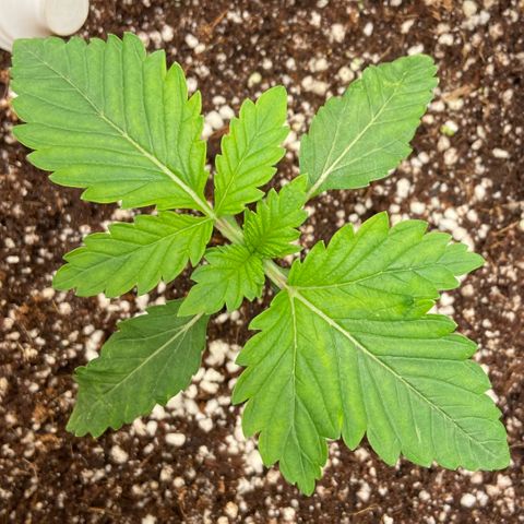 Francesca Scaramanga growlog timeline photo