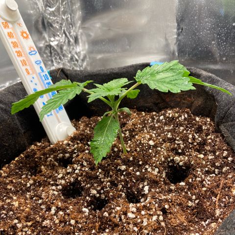 Francesca Scaramanga growlog timeline photo