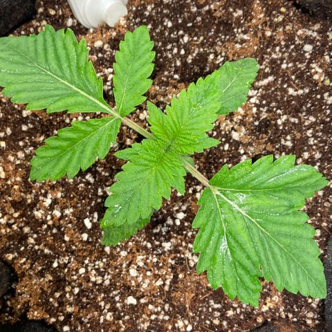 Francesca Scaramanga growlog timeline photo