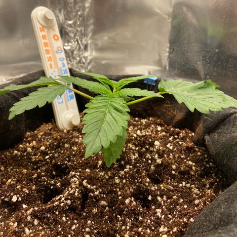 Francesca Scaramanga growlog timeline photo