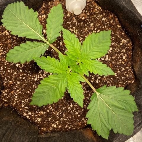 Francesca Scaramanga growlog timeline photo