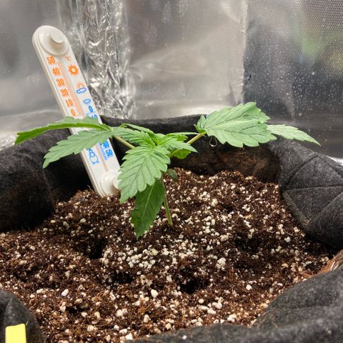 Francesca Scaramanga growlog timeline photo