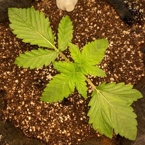 Francesca Scaramanga growlog timeline photo