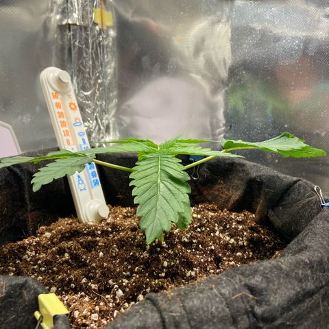 Francesca Scaramanga growlog timeline photo