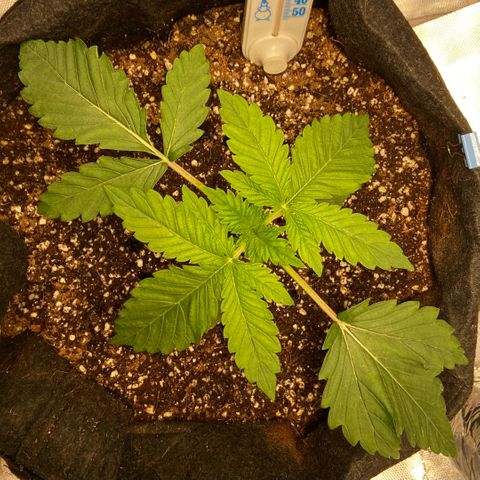 Francesca Scaramanga growlog timeline photo