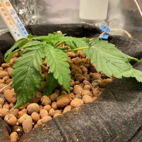 Francesca Scaramanga growlog photo: here’s my first ever wonky ahh attempt at LST