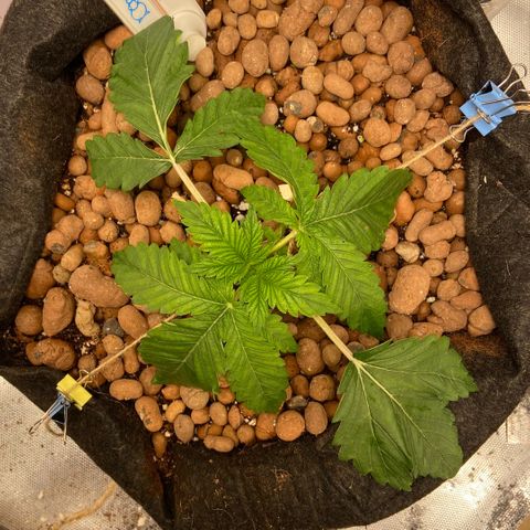 Francesca Scaramanga growlog photo: here’s my first ever wonky ahh attempt at LST