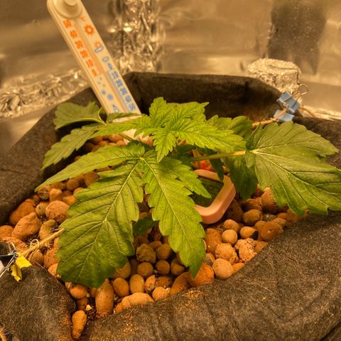 Francesca Scaramanga growlog timeline photo