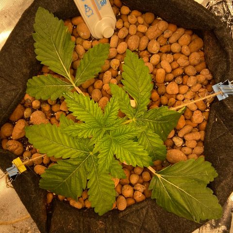 Francesca Scaramanga growlog timeline photo