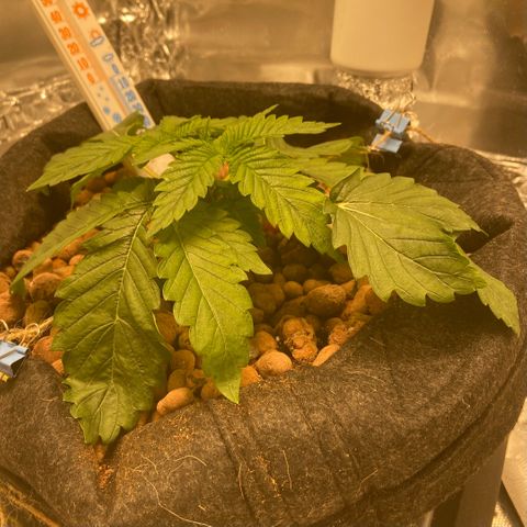 Francesca Scaramanga growlog timeline photo