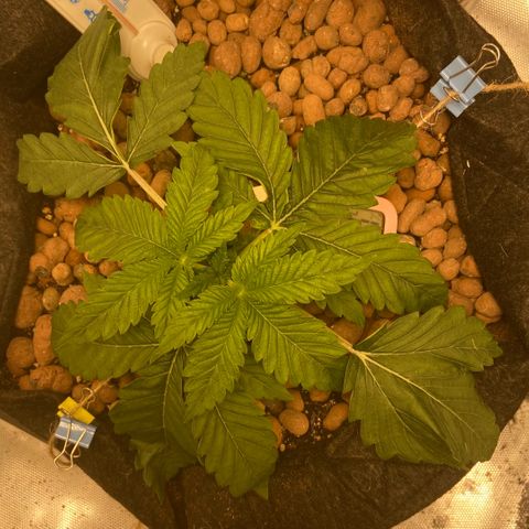 Francesca Scaramanga growlog timeline photo