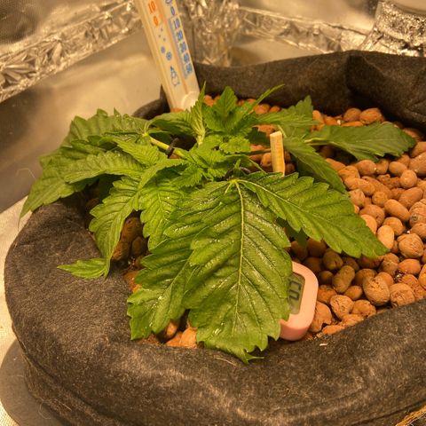 Francesca Scaramanga growlog timeline photo
