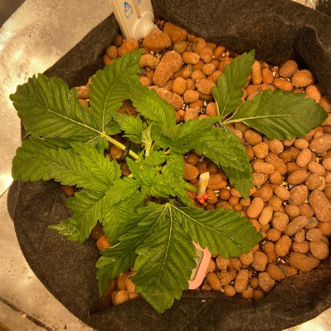 Francesca Scaramanga growlog timeline photo