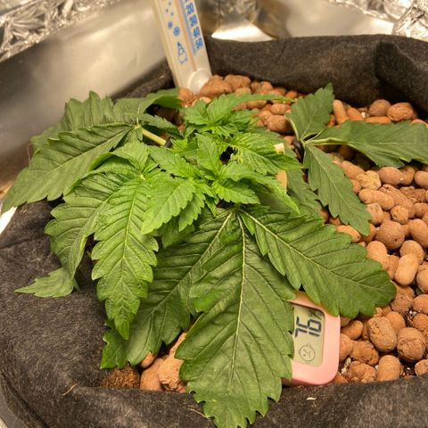Francesca Scaramanga growlog timeline photo
