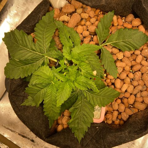 Francesca Scaramanga growlog timeline photo