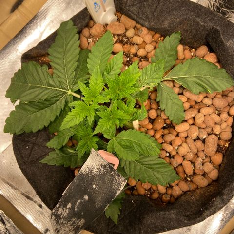 Francesca Scaramanga growlog timeline photo