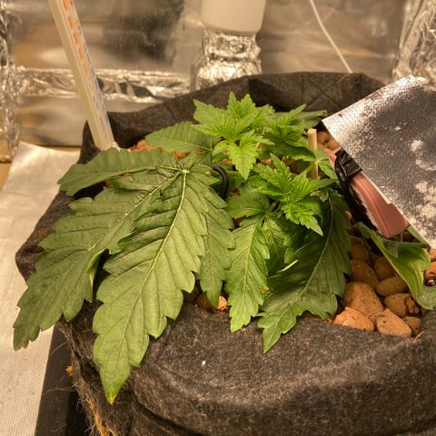 Francesca Scaramanga growlog timeline photo