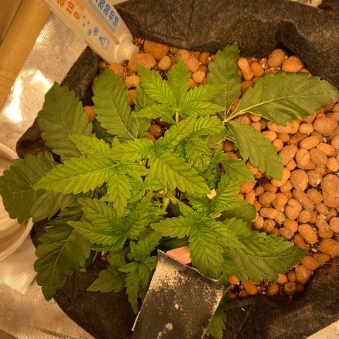 Francesca Scaramanga growlog timeline photo