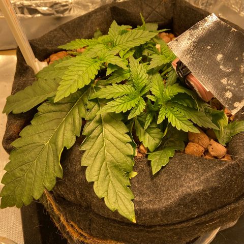 Francesca Scaramanga growlog timeline photo