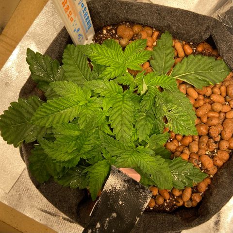 Francesca Scaramanga growlog timeline photo