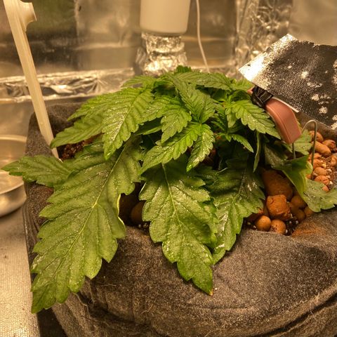 Francesca Scaramanga growlog timeline photo