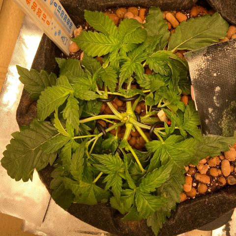Francesca Scaramanga growlog timeline photo