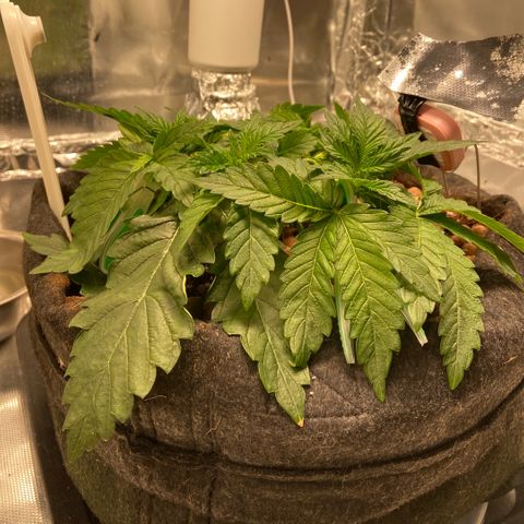 Francesca Scaramanga growlog timeline photo