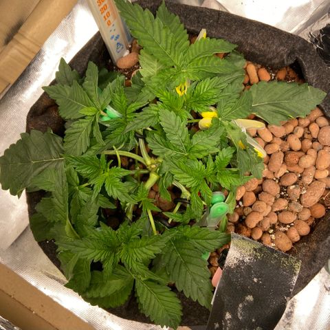Francesca Scaramanga growlog timeline photo