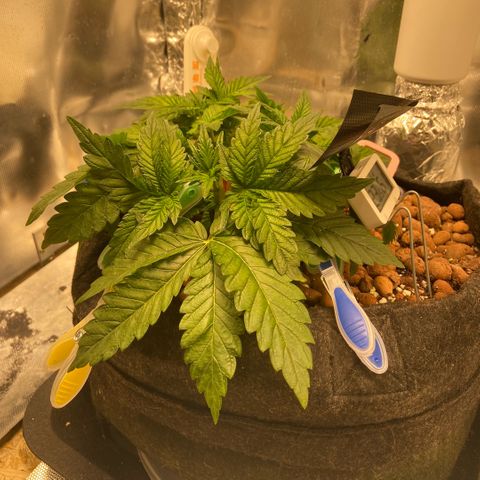 Francesca Scaramanga growlog timeline photo
