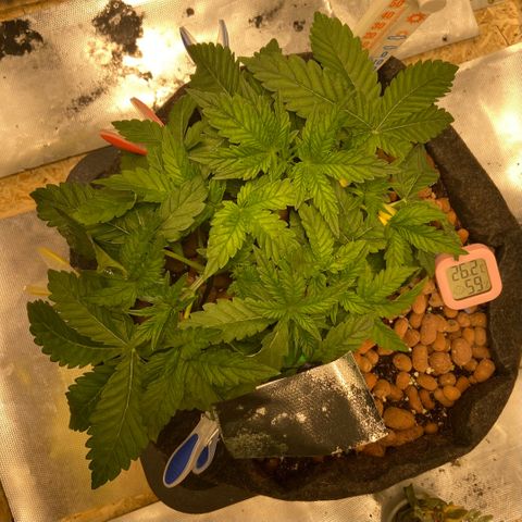 Francesca Scaramanga growlog timeline photo