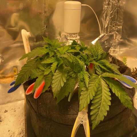 Francesca Scaramanga growlog timeline photo