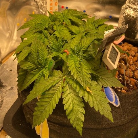 Francesca Scaramanga growlog timeline photo