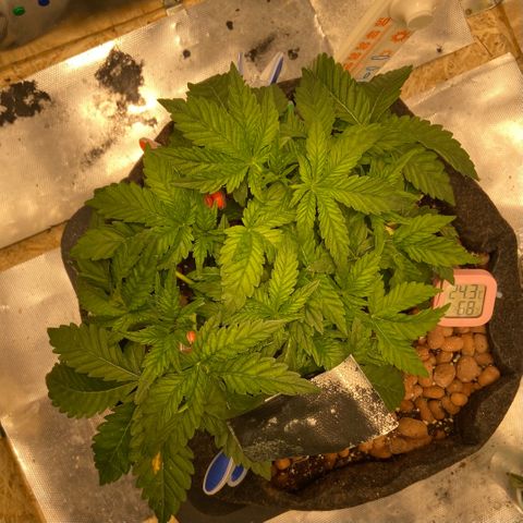 Francesca Scaramanga growlog timeline photo