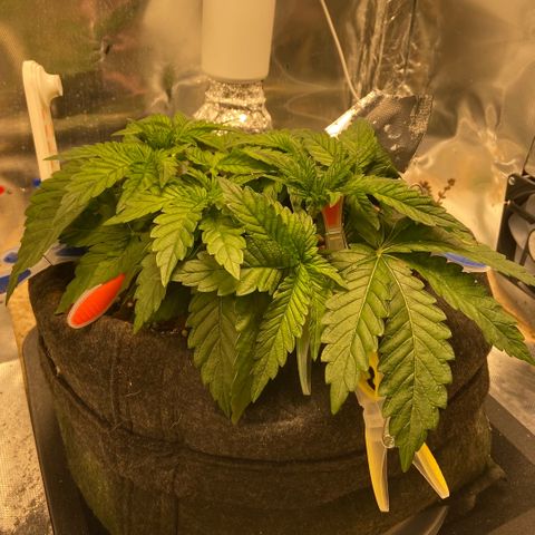 Francesca Scaramanga growlog timeline photo