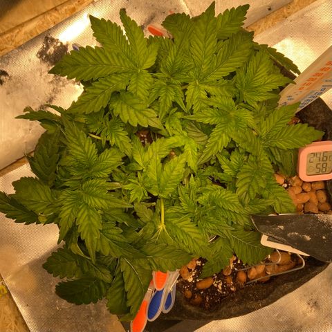 Francesca Scaramanga growlog timeline photo