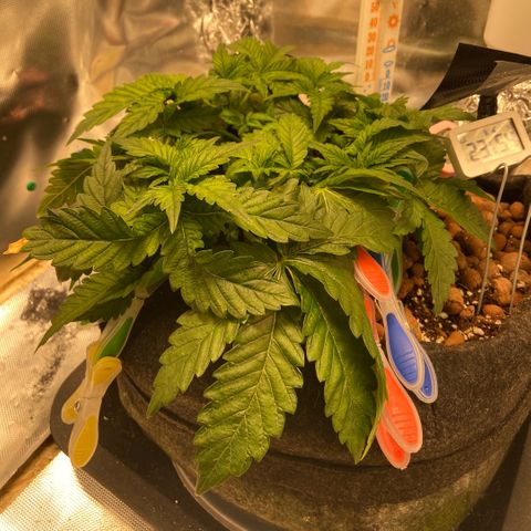 Francesca Scaramanga growlog timeline photo